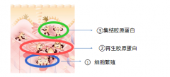 拯救“秋乏肌”秘诀 提高肌肤的“生物